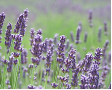 lavender