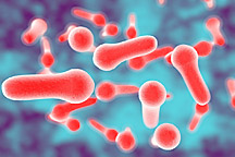 Bacillus Coagulans spore form bacteria