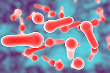 Bacillus Coagulans Spore-Form