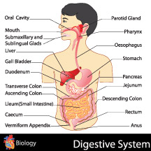 Digestive Tract