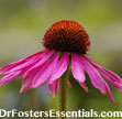 Echinacea Power