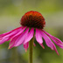 Echinacea Flower