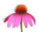 Echinacea Against Colds and Flu Colds and Flu