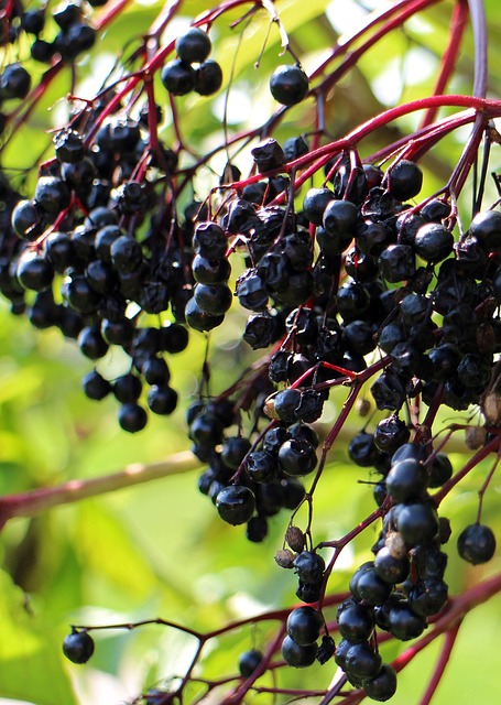 elder berry for colds and flu