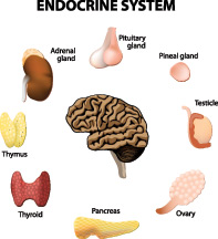 Endocrine System