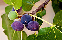 Fig Tree