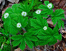 Goldenseal, high in berberine