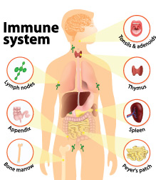 immune system