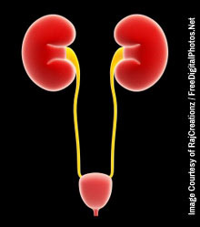 Kidneys and Bladder Anatomy