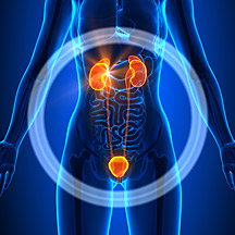 Kidneys and Bladder Anatomy