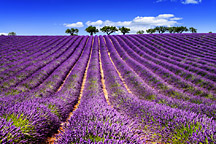 Lavender Field