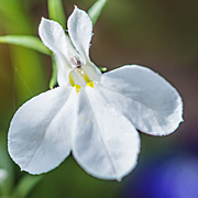 Lobelia flowering herb