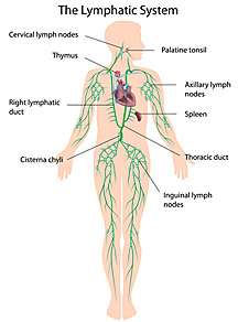 Herbs That Cleanse the Lymphatic System