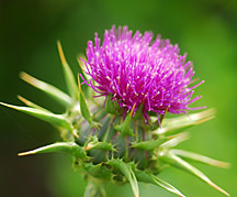 Milk thistle