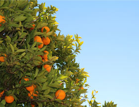 Orange Tree