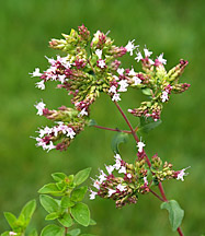 Oregano Flowering