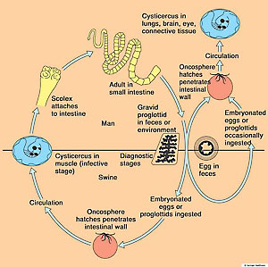 Tapeworm Life Cycle