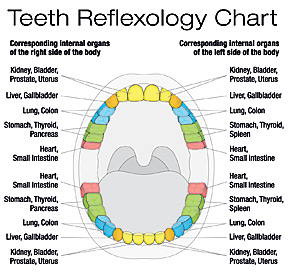 Tooth-Organ Connections