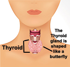 Thyroid Anatomy