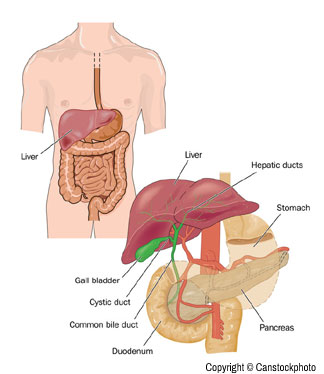 gallbladder, pancreas and bile ducts