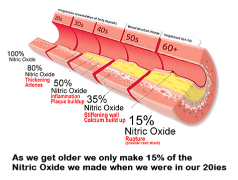 Nitric oxide effect on blood vessels