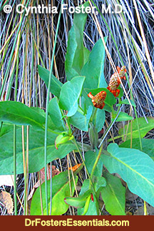 Yerba Mansa for asthma