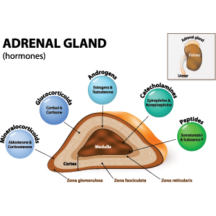Adrenal Support