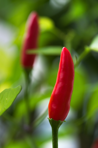 Cayenne Tincture
