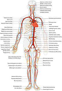 Cayenne Tincture