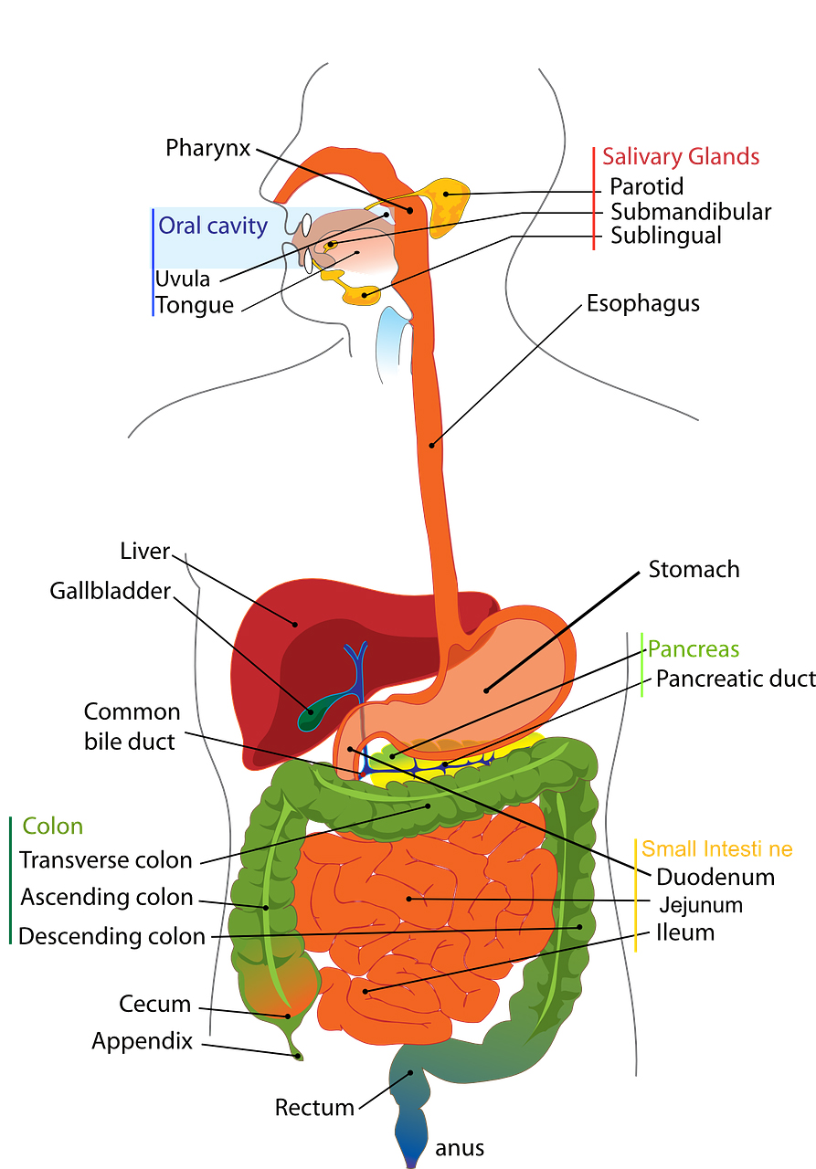 Colon Soothe
