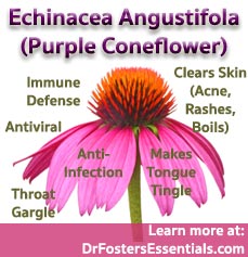 Echinacea Premium Formula