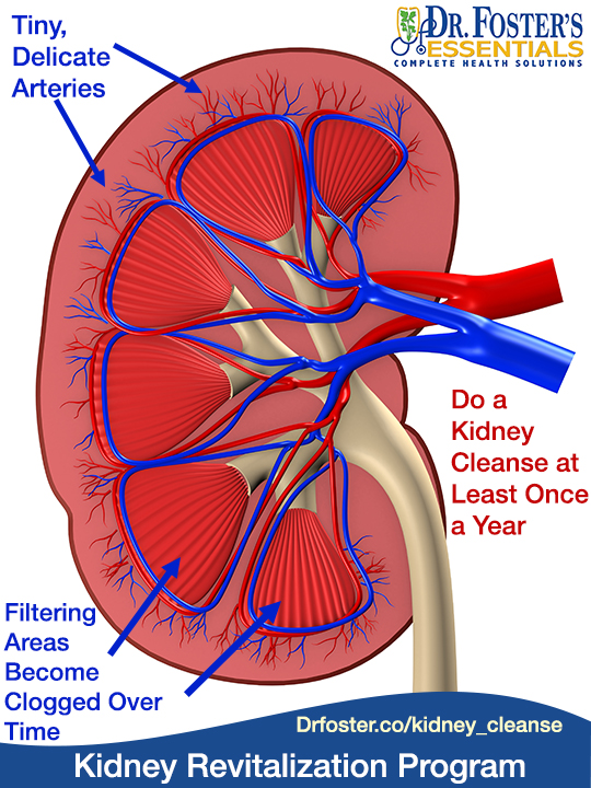 Kidney/ Bladder 2 (Kidney/ Bladder Revitalization Program w. T.R.)