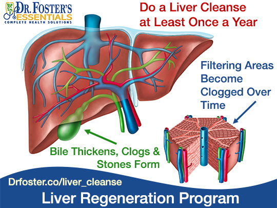 Liver 1 (Liver Regeneration Program)