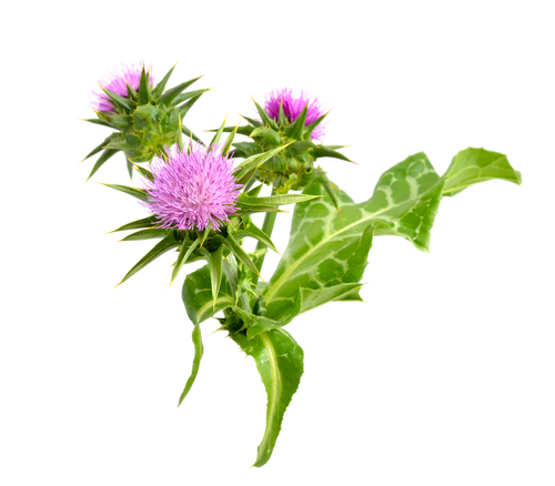Milk Thistle Tincture